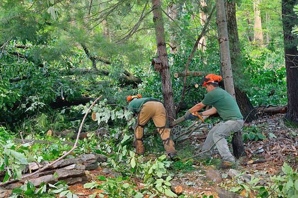  Glen Ridge, NJ Tree Care Services Pros