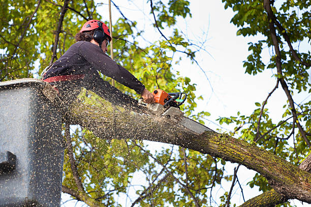 Best Utility Line Clearance  in Glen Ridge, NJ